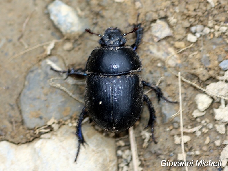 Geotrupidae: Anoplotrupes stercorosus